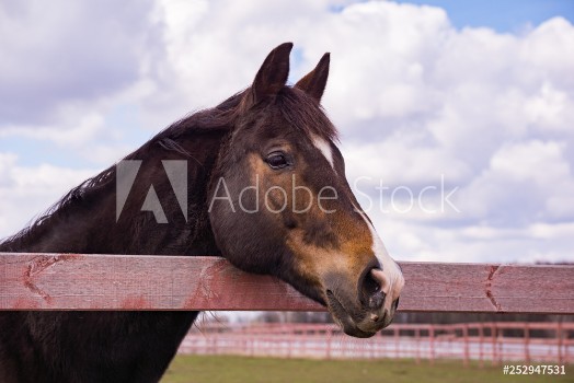 Picture of Horse in a paddock